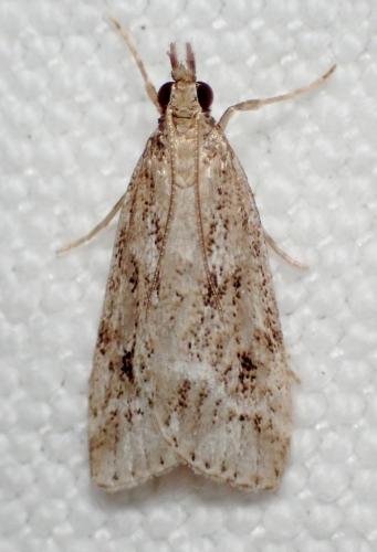 Réf. 332 575 : Eudonia sp.